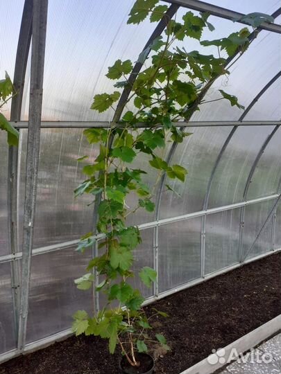 Саженец винограда