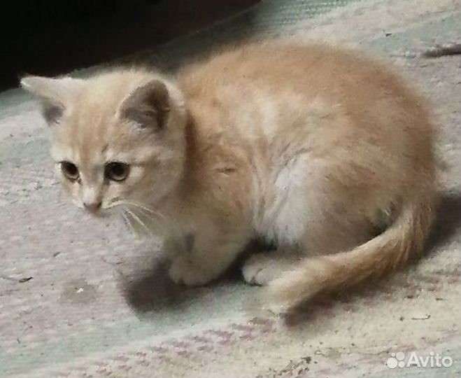 Котенок Персик 3мес бесплатно в добрый дом