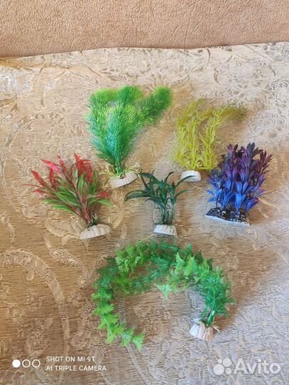 Аквариумистика