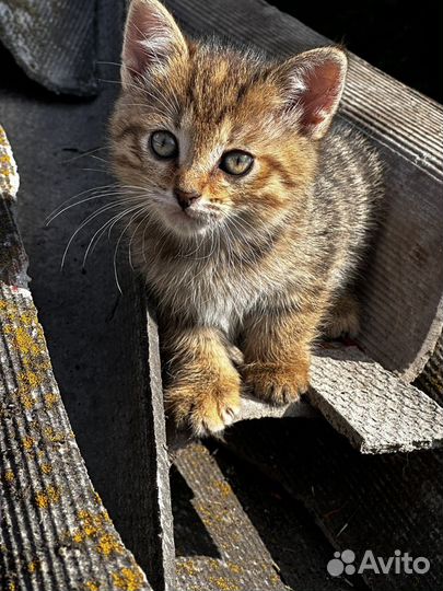 Котятв в добрые руки девочки