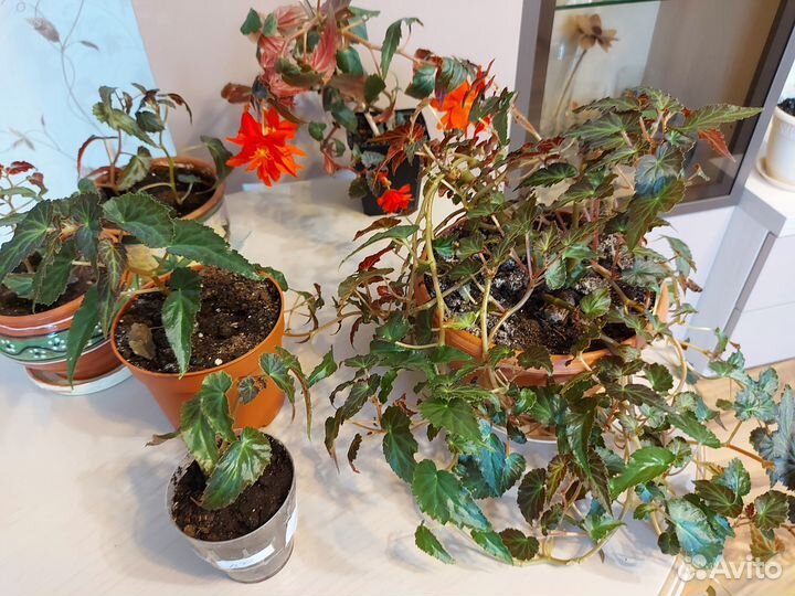 Бегония Ампельная Belleconia