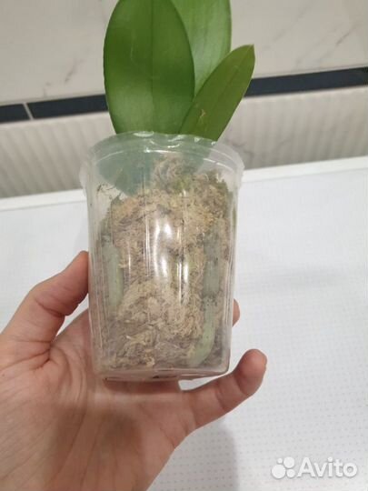 Орхидея бабочкк Hsin Venus (peloric-2 eyes) 2.5