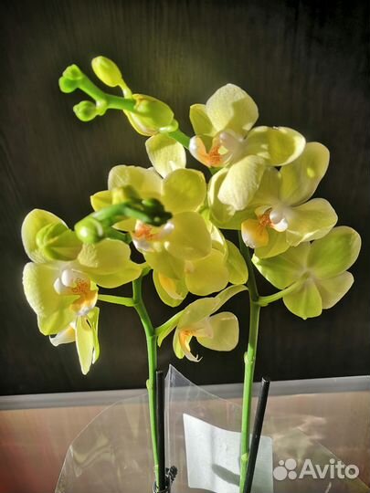 Орхидея фаленопсис