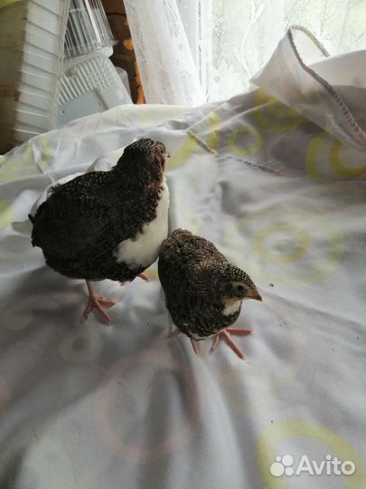 Перепела продажа