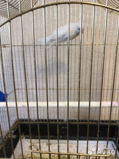 Канарейка с клеткой