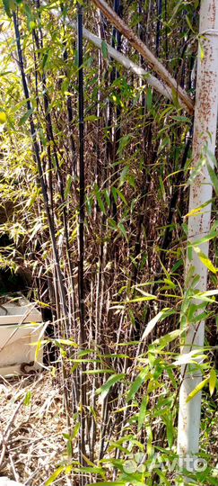 Бамбук морозостойкий, 6 видов и цветов