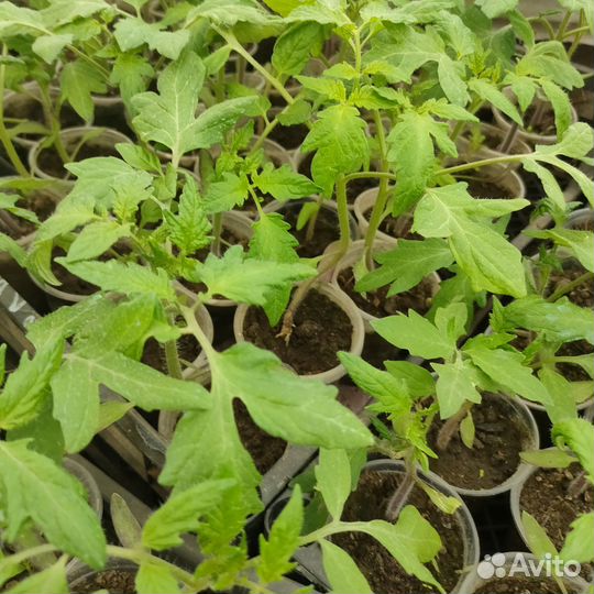 Рассада помидор,перцев,баклажан,капусты