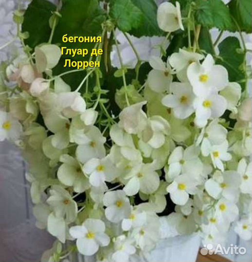 Бегонии и другие цветы