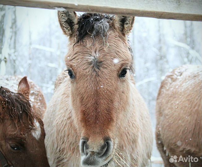Лошади хобби класса