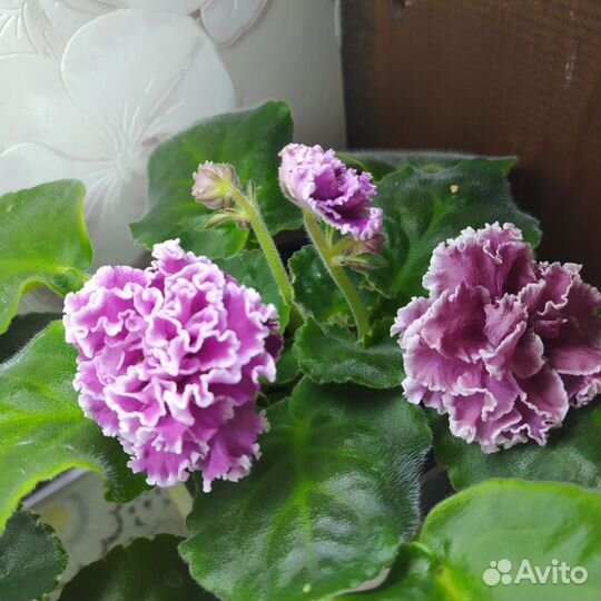 Сортовые фиалки