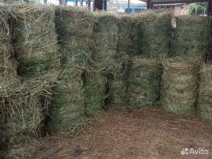 Продам сено в рулонах