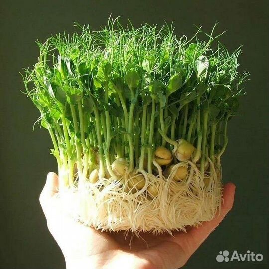 Микрозелень