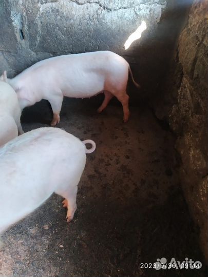 Поросенок ландрас