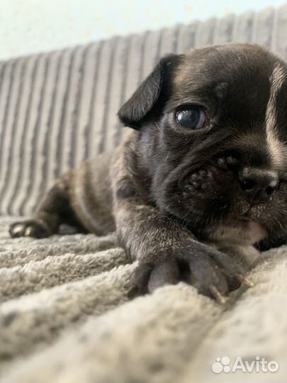 Щенки французского бульдога