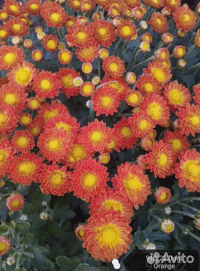 Хризантема мультифлора