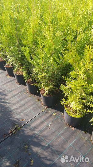 Туя брабант