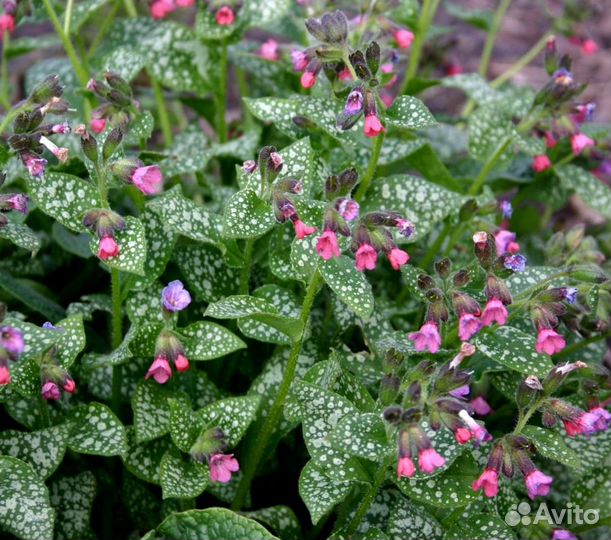 Медуница Миссис Мун