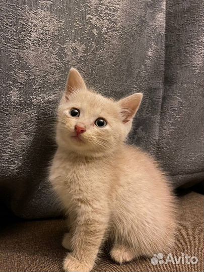 Котёнок мальчик