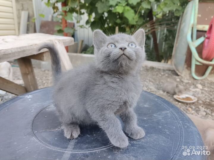 Шотландские котята