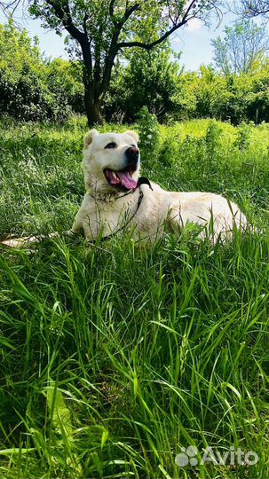 Кобель сао приглашает на вязку