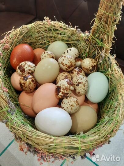 Домашние куриные яйца