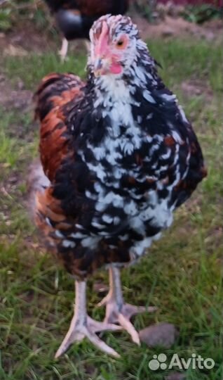 Петушок Орпингтон парцелянновый