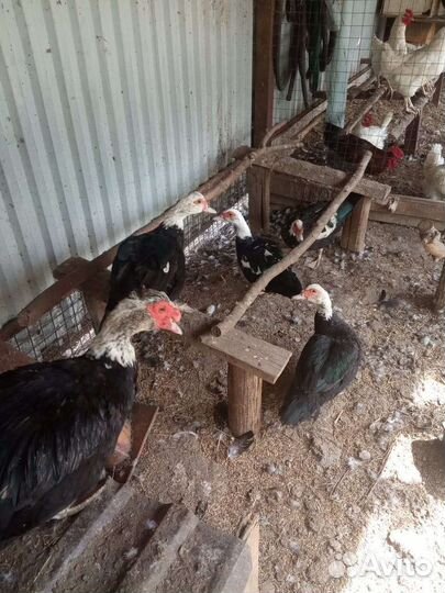 Мускусные утки или индоутки