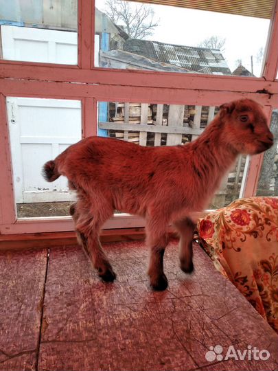 Козлята ламанча