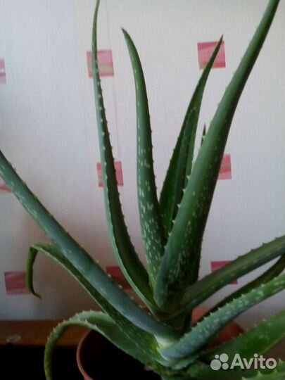 Продам взрослое 3х летнее алое Вера