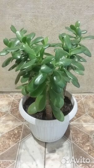 Денежное дерево Крассула Толстянка 3 в 1