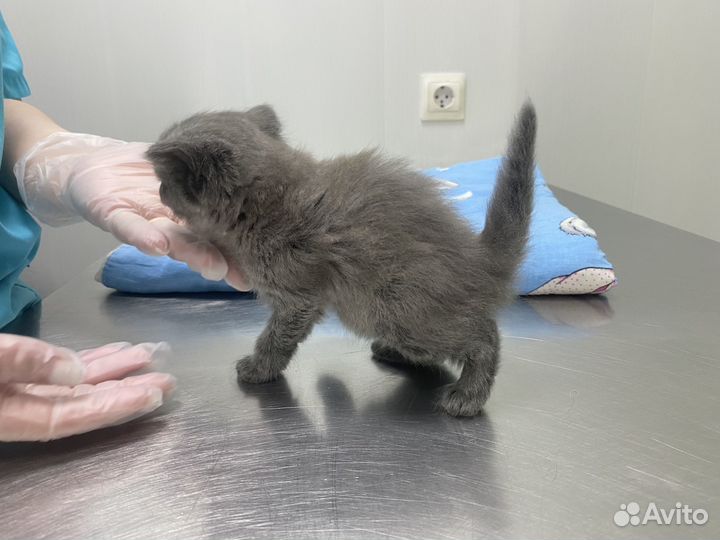 Пушистые котята