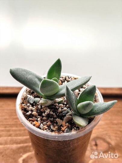 Суккуленты