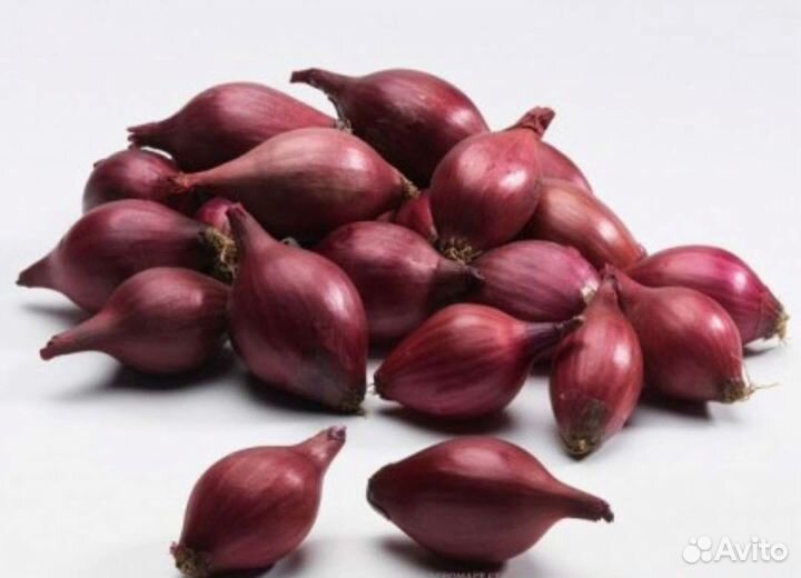 Лук севок Кармен