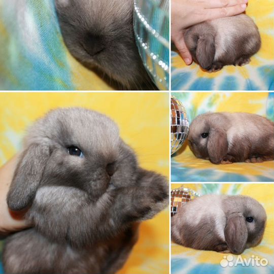 Шикарные вислоухие крольчата