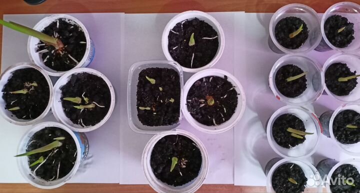 Белые каллы с ростками