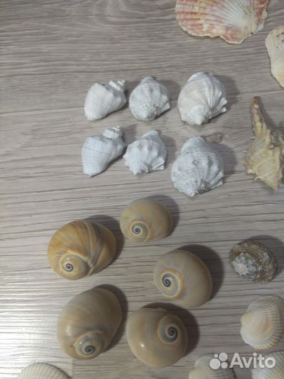 Морские ракушки для поделок