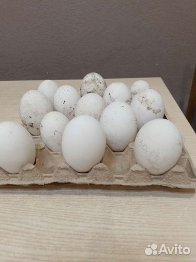 Яйца индоутки