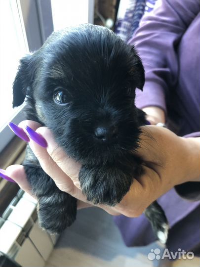 Йоркширский терьер