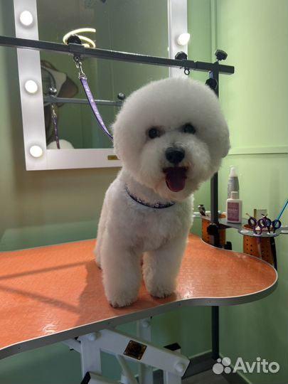 Требуется грумер, в студию груминга