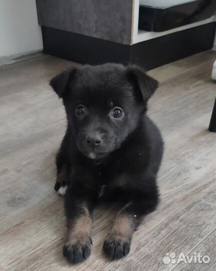Отдам щенка девочку
