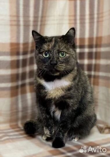 Кошка красавица