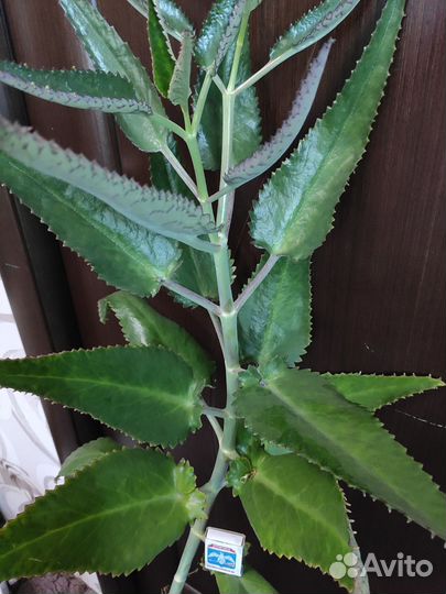 Каланхоэ лечебное