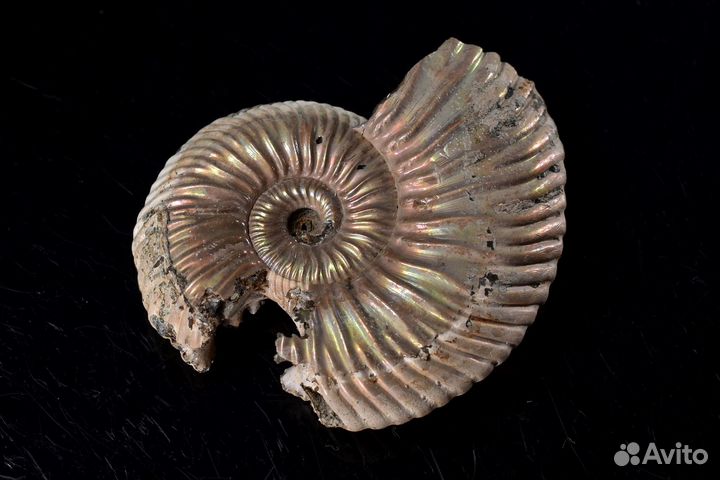 Аммонит. Лот №942