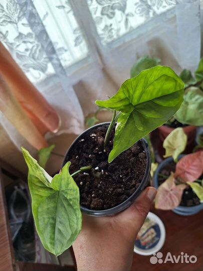 Сингониумы сортовые