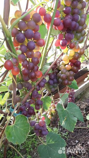 Саженцы винограда