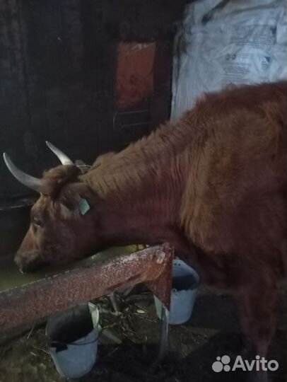 Телки, айширки