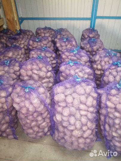 Продам картофель