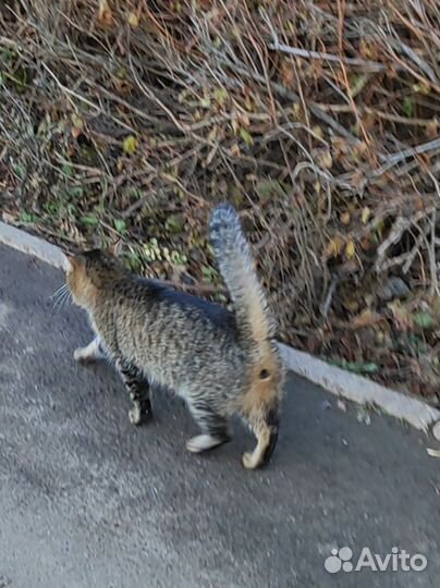 Кот Джек Воробей