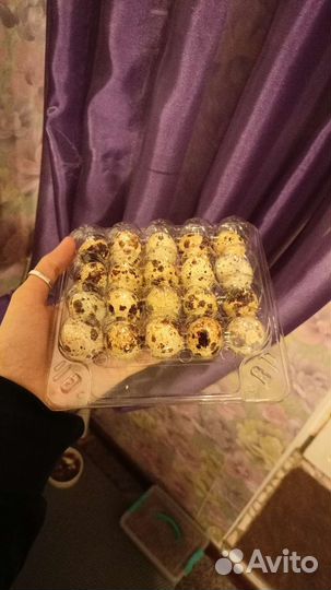 Лоток для перепелиных яиц