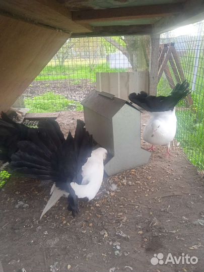 Голубь павлин